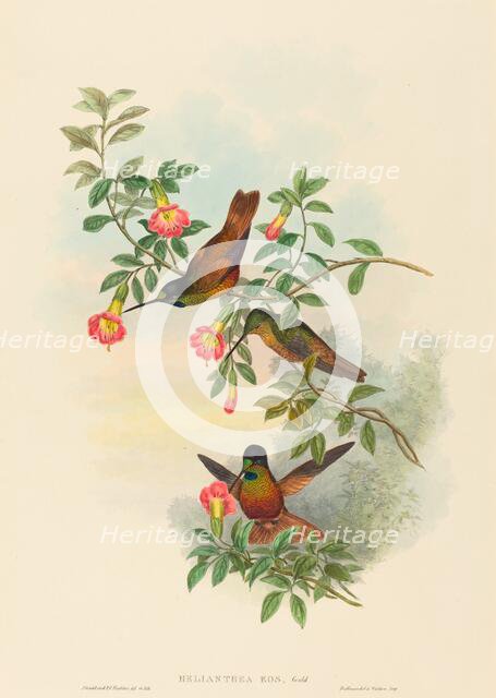 Helianthea eos (Golden Star-frontlet). Creators: John Gould, Henry Constantine Richter.