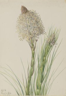 Beargrass (Xerophyllum tenax), 1924. Creator: Mary Vaux Walcott.