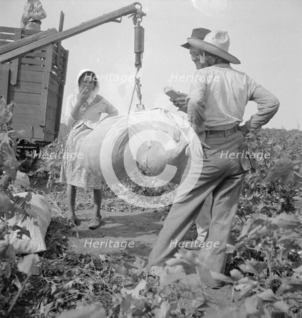 Cotton weighing near Brownsville, Texas, 1936. Creator: Dorothea Lange.