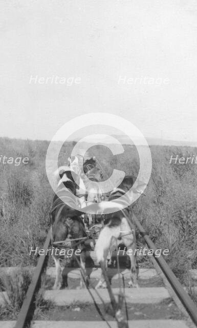 Dogs pulling pupmobile, between c1900 and 1916. Creator: Unknown.