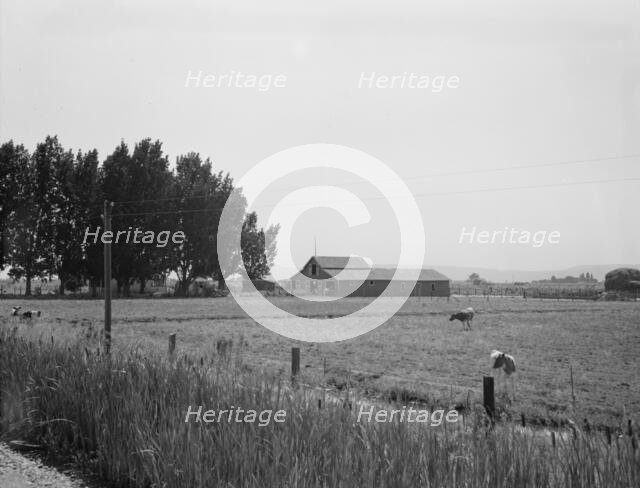 Possibly: West of Toppenish, Yakima Valley, Washington , 1939. Creator: Dorothea Lange.