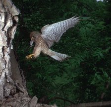 Kestrel with a mouse.