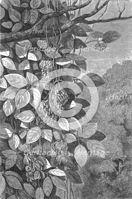 'Tropical Creepers; A zigzag journey through Mexico', 1875. Creator: Thomas Mayne Reid.