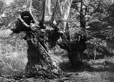 Dedication of Burnham Beeches to the public: the Elder Brethren, 1883. Creator: William James Palmer.