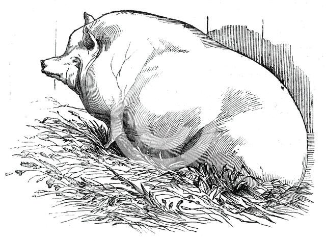 Mr. T.M. Goodlake's Wadley boar, 1844. Creator: Unknown.