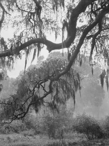 Spanish moss, New Orleans, between 1920 and 1926. Creator: Arnold Genthe.