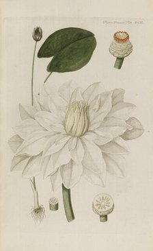 Flora Danica, 1761. Creator: Oeder, Georg Christian Edler (1728-1791).