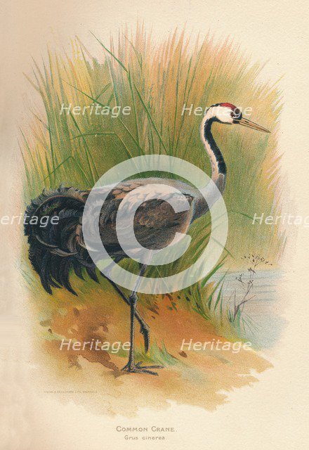 'Common Crane (Grus cinerea)', 1900, (1900). Artist: Charles Whymper.