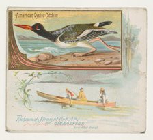 American Oyster Catcher, from the Game Birds series (N40) for Allen & Ginter Cigarettes..., 1888-90. Creator: Allen & Ginter.