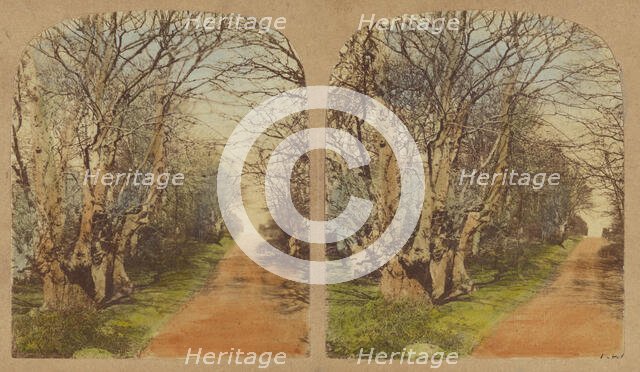 Burnham Beeches. (The finest Specimens in the World.), 1857-1859. Creator: William Morris Grundy.