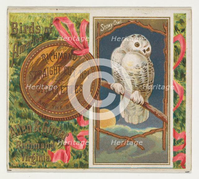 Snowy Owl, from the Birds of America series (N37) for Allen & Ginter Cigarettes, 1888. Creator: Allen & Ginter.