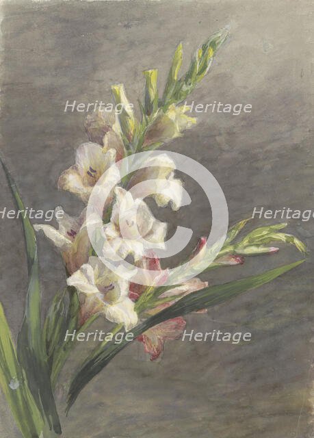 Gladiolus, 1836-1895. Creator: Gerardina Jacoba van de Sande Bakhuyzen.