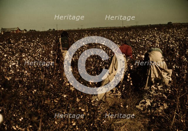 Day laborers picking cotton near Clarksdale, Miss., 1939. Creator: Marion Post Wolcott.