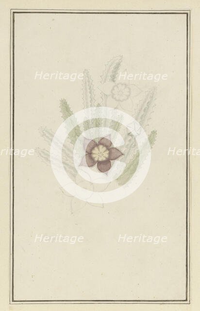 Stapelia hirsute L. (Starfish flower), 1777-1786. Creator: Robert Jacob Gordon.