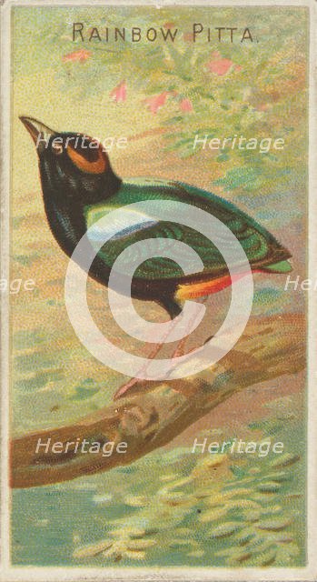 Rainbow Pitta, from the Birds of the Tropics series (N5) for Allen & Ginter Cigarettes Bra..., 1889. Creator: Allen & Ginter.