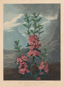 The Temple of Flora, or Garden of Nature: The Narrow-leaved Kalmia, Mountain Laurel, 1804. Creator: Robert John Thornton (British, 1768-1837).