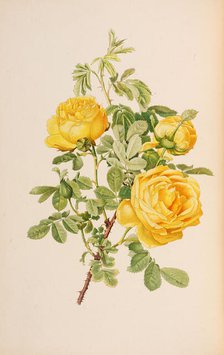 Illustration from The genus rosa by Ellen Willmott, 1914. Creator: Parsons, Alfred William (1847-1920).