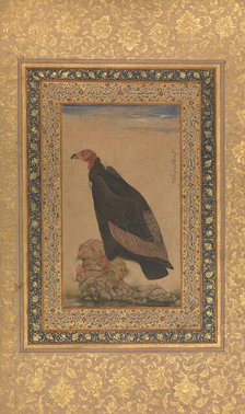 Red-Headed Vulture, Folio from the Shah Jahan Album, recto and verso: early 19th century. Creator: Unknown.