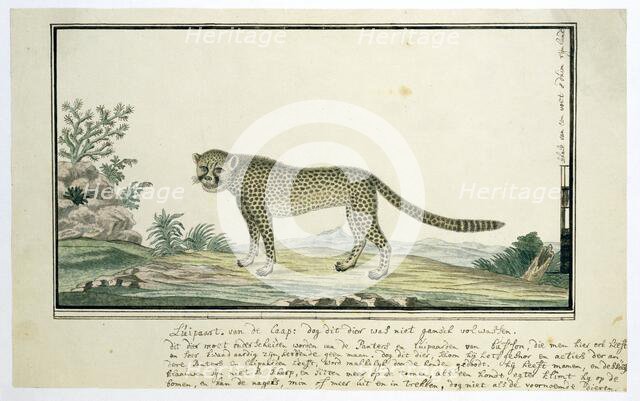 Acinonyx jubatus (Cheetah), 1777-1786. Creator: Robert Jacob Gordon.