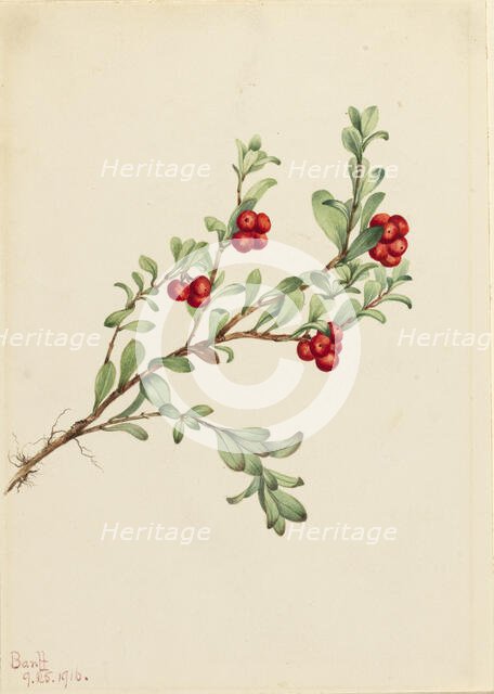 Bearberry (Arctostaphylos uva-ursi), 1916. Creator: Mary Vaux Walcott.