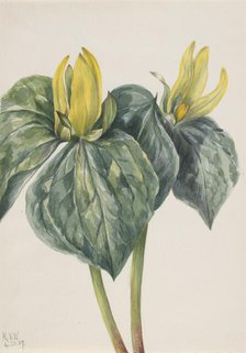 Whippoorwill Flower (Trillium hugeri), 1937. Creator: Mary Vaux Walcott.