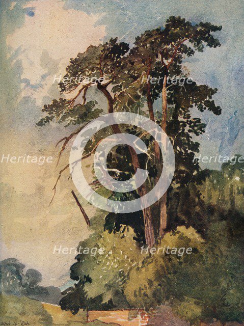 'Study of Trees', c1880. Artist: Alfred William Rich.