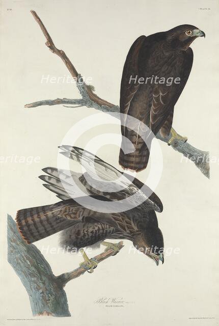 Black Warrior, 1830. Creator: Robert Havell.