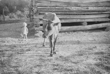 Squeakie Burroughs and cow near the barn, Hale County, Alabama, 1936. Creator: Walker Evans.