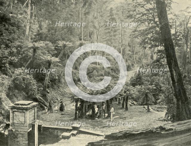 'Fern Tree Bower and Track, Mount Wellington', 1901. Creator: Unknown.
