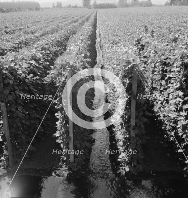 Possibly: Beanfield showing irrigation, near West Stayton, Marion County, Oregon, 1939. Creator: Dorothea Lange.