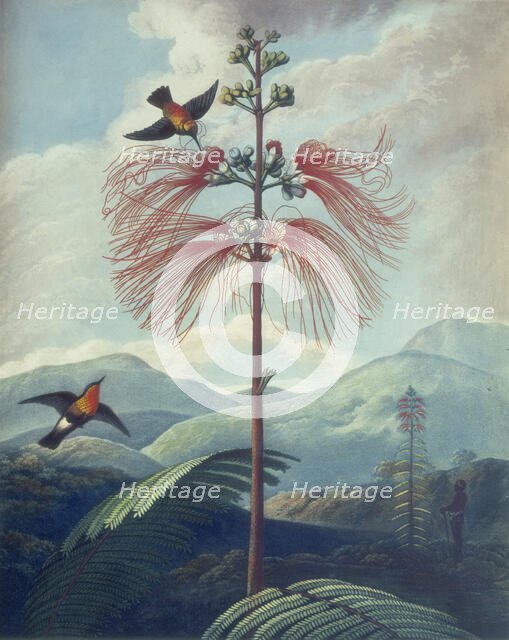 Large Flowering Sensitive Plant: Mimosa grandiflora, 1807.  Creator: Unknown.