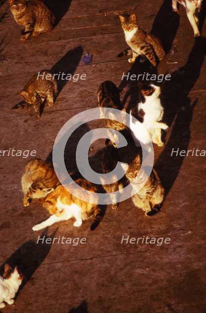 Cats in Rome at Pyramid of Celsius, 20th century. Artist: CM Dixon.