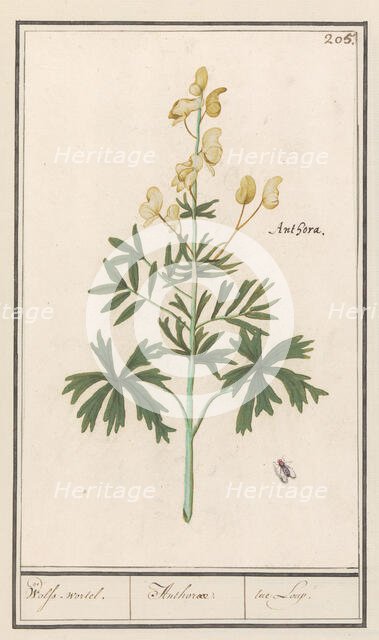 Yellow Aconite (Aconitum vulparia), 1596-1610. Creators: Anselmus de Boodt, Elias Verhulst.