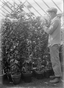 Agriculture Department - 'Jessie Wilson' Chrysanthemum, Martin Graner, Gardener, 1913. Creator: Harris & Ewing.