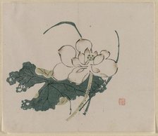 Lotus Blossom, 1368-1644. Creator: Unknown.