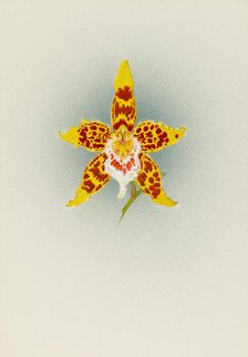 Orchid: Odontoglossum Crawshayanum, 1908. Creator: Frederick William Bolas.