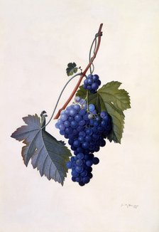 Grapes, c. 1747 (hand coloured engraving). Creator: "Georg Dionysius Ehret (1710 - 70); Ehret, Georg Dionysius (1710-1770)".