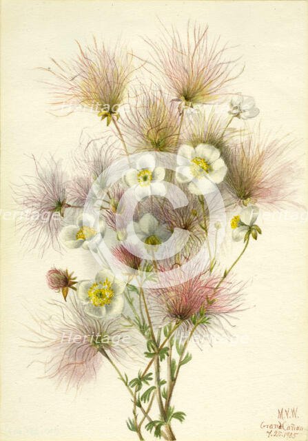 Apache Plume (Fallugia paradoxa), 1935. Creator: Mary Vaux Walcott.