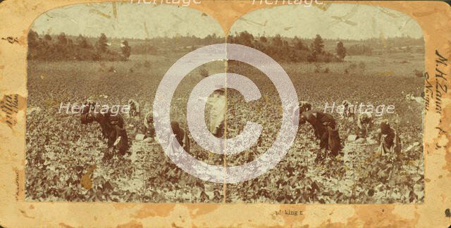 Picking cotton, (1868-1900?). Creator: Unknown.