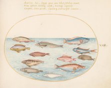 Animalia Aqvatilia et Cochiliata (Aqva): Plate XXV, c. 1575/1580. Creator: Joris Hoefnagel.