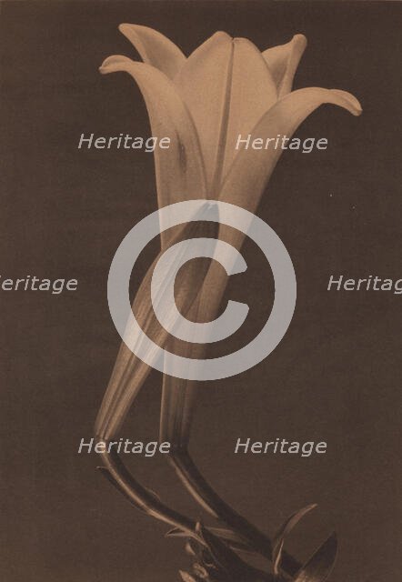 Easter Lily and Bud, 1925. Creator: Tina Modotti.