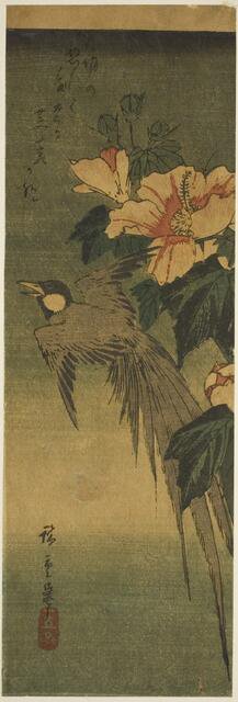 Long-tailed bird and hibiscus, 1830s-1840s. Creator: Ando Hiroshige.