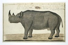 Diceros bicornis bicornis (Black rhinoceros; male), in or after 1778. Creator: Robert Jacob Gordon.