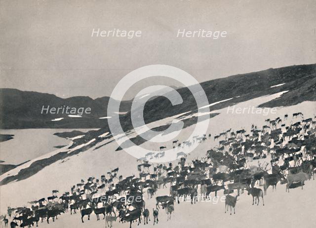 'Reindeer on the Mountains', 1914. Creator: Unknown.