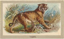 Tiger, from the Animals of the World series (T180), issued by Abdul Cigarettes, 1881. Creator: Unknown.