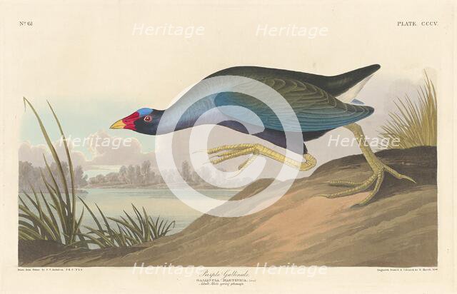 Purple Gallinule, 1836. Creator: Robert Havell.