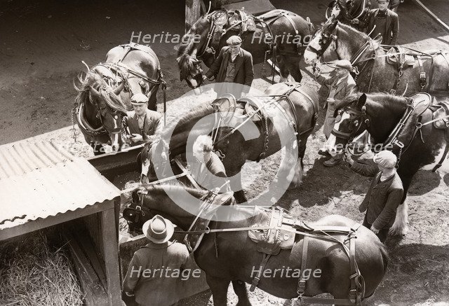 Rowntree's working horses, York,  Yorkshire, 1955. Artist: Unknown