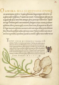 House Fly, Lavender Cotton, and Money Plant, 1561-1562; illumination added 1591-1596. Creator: Joris Hoefnagel.