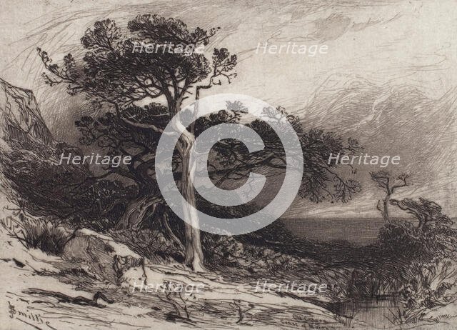 Old Cedars, Coast of Maine, 1880. Creator: James David Smillie.