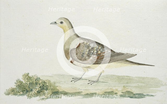 Pterocles namaqua (Namaqua sandgrouse), c.1778. Creator: Robert Jacob Gordon.